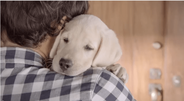 Budweiser’s Drinking And Driving PSA Is All About Puppy Love