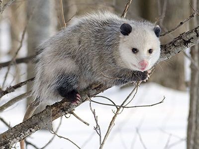 Opossum