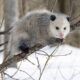 Opossum