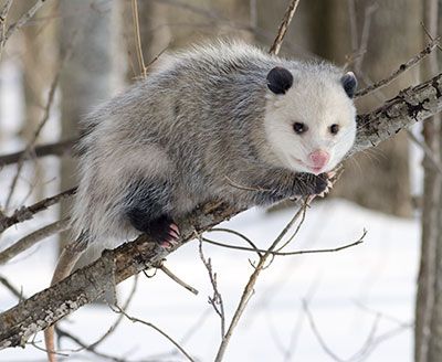 It Was The Opossum, Not The Drinking And Driving