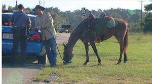 man-rides-horse-avoid-dwi