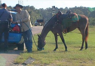 man-rides-horse-avoid-dwi
