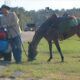 man-rides-horse-avoid-dwi