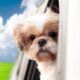 crazy-dui-stories-dog-driving