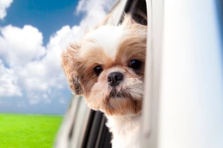 Crazy DUI Stories: Sorry Officer, My Dog Was Driving