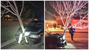 drunk driver drives with tree in grill of car