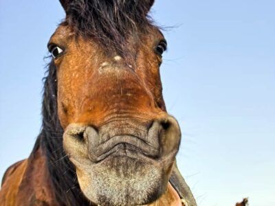 florida dui on a horse